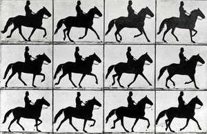 1811年の11の段階のワンストライド、Eadweard Muybridgeによる「Animals in Motion」のイラスト、1907年版 作： Eadweard Muybridge